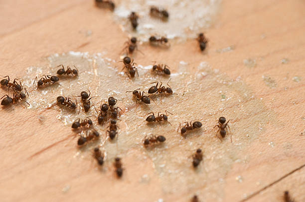 Best Spider Control Near Me  in , WV