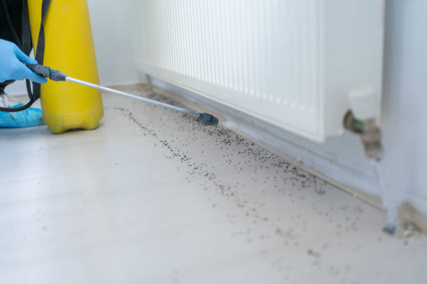 Best Bed Bug Extermination  in , WV